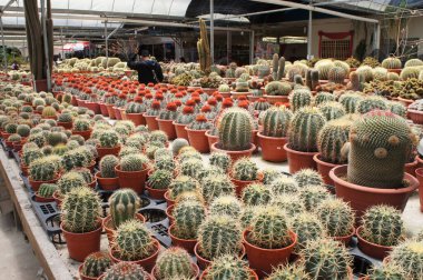 Kuala Lumpur, Malezya -2019: Küçük plastik kaplara ekilmiş küçük ve renkli bir kaktüs grubuna odaklanmış. Ev dekorasyonu için kullanılan küçük kaktüs. Bu kaktüsün satışı çiftçiler için bir gelir kaynağıdır.. 