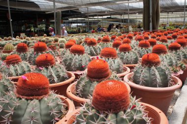 Kuala Lumpur, Malezya -2019: Küçük plastik kaplara ekilmiş küçük ve renkli bir kaktüs grubuna odaklanmış. Ev dekorasyonu için kullanılan küçük kaktüs. Bu kaktüsün satışı çiftçiler için bir gelir kaynağıdır.. 