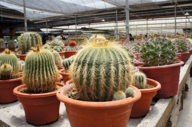Kuala Lumpur, Malezya -2019: Küçük plastik kaplara ekilmiş küçük ve renkli bir kaktüs grubuna odaklanmış. Ev dekorasyonu için kullanılan küçük kaktüs. Bu kaktüsün satışı çiftçiler için bir gelir kaynağıdır.. 