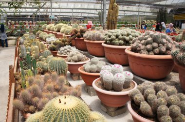 Kuala Lumpur, Malezya -2019: Küçük plastik kaplara ekilmiş küçük ve renkli bir kaktüs grubuna odaklanmış. Ev dekorasyonu için kullanılan küçük kaktüs. Bu kaktüsün satışı çiftçiler için bir gelir kaynağıdır.. 