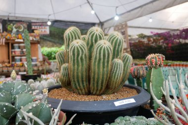 Kuala Lumpur, Malezya -2019: Küçük plastik kaplara ekilmiş küçük ve renkli bir kaktüs grubuna odaklanmış. Ev dekorasyonu için kullanılan küçük kaktüs. Bu kaktüsün satışı çiftçiler için bir gelir kaynağıdır.. 