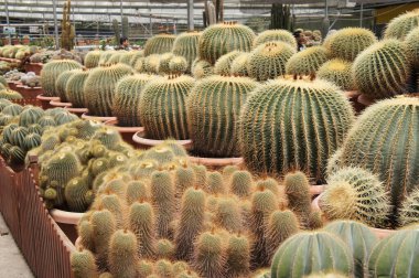 Kuala Lumpur, Malezya -2019: Küçük plastik kaplara ekilmiş küçük ve renkli bir kaktüs grubuna odaklanmış. Ev dekorasyonu için kullanılan küçük kaktüs. Bu kaktüsün satışı çiftçiler için bir gelir kaynağıdır.. 