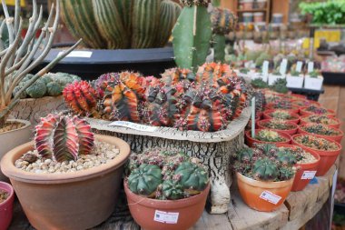 Kuala Lumpur, Malezya -2019: Küçük plastik kaplara ekilmiş küçük ve renkli bir kaktüs grubuna odaklanmış. Ev dekorasyonu için kullanılan küçük kaktüs. Bu kaktüsün satışı çiftçiler için bir gelir kaynağıdır.. 