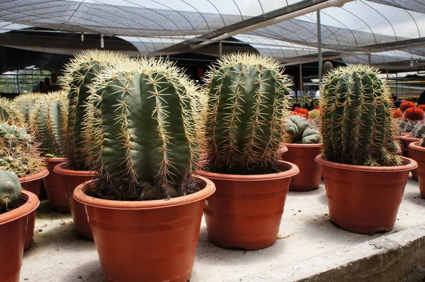 Küçük plastik kaplara ekilmiş küçük ve renkli bir kaktüs grubuna odaklanmış. Ev dekorasyonu için kullanılan küçük kaktüs. Bu kaktüsün satışı çiftçiler için bir gelir kaynağıdır..