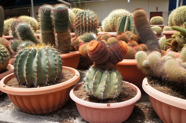 Küçük plastik kaplara ekilmiş küçük ve renkli bir kaktüs grubuna odaklanmış. Ev dekorasyonu için kullanılan küçük kaktüs. Bu kaktüsün satışı çiftçiler için bir gelir kaynağıdır..
