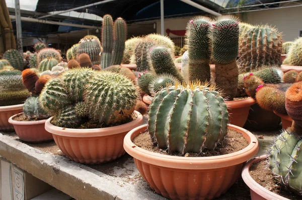 Utvalda Fokuserade Grupp Små Och Färgstarka Kaktusar Planterade Små Plastkrukor — Stockfoto