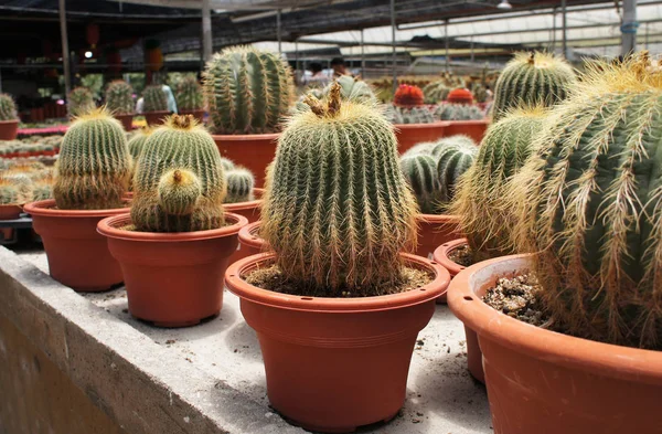 精选集中在一组小而多彩的仙人掌种植在小塑料罐中 适合用作室内装饰的小仙人掌 这种仙人掌的销售是农民的一个收入来源 — 图库照片