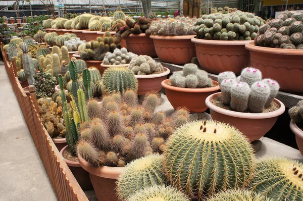 Utvalda Fokuserade Grupp Små Och Färgstarka Kaktusar Planterade Små Plastkrukor — Stockfoto
