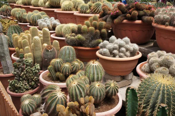 Selected Focused Group Small Colourful Cactus Planted Small Plastic Pots — Stock Photo, Image