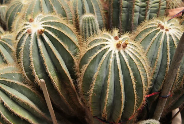 Seleccionado Centrado Grupo Cactus Pequeños Coloridos Plantados Macetas Plástico Pequeñas —  Fotos de Stock