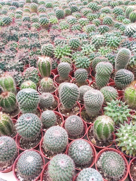 Selected Focused Group Small Colourful Cactus Planted Small Plastic Pots — Stock Photo, Image