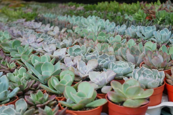 Küçük plastik kaplara ekilmiş küçük ve renkli bir kaktüs grubuna odaklanmış. Ev dekorasyonu için kullanılan küçük kaktüs. Bu kaktüsün satışı çiftçiler için bir gelir kaynağıdır..