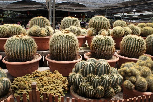 Kuala Lumpur Malaysia Circa 2019 Utvald Med Fokus Grupp Små — Stockfoto