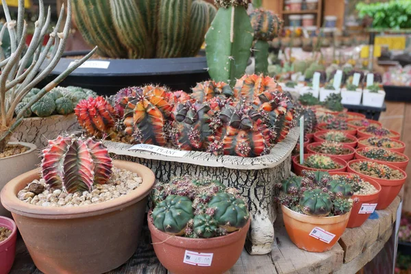 Kuala Lumpur, Malezya -2019: Küçük plastik kaplara ekilmiş küçük ve renkli bir kaktüs grubuna odaklanmış. Ev dekorasyonu için kullanılan küçük kaktüs. Bu kaktüsün satışı çiftçiler için bir gelir kaynağıdır.. 
