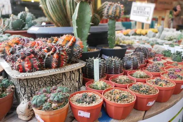 Kuala Lumpur, Malezya -2019: Küçük plastik kaplara ekilmiş küçük ve renkli bir kaktüs grubuna odaklanmış. Ev dekorasyonu için kullanılan küçük kaktüs. Bu kaktüsün satışı çiftçiler için bir gelir kaynağıdır.. 