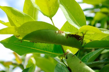 Kırmızı karıncanın yuvası üzerinde ağaç yapraklar. 
