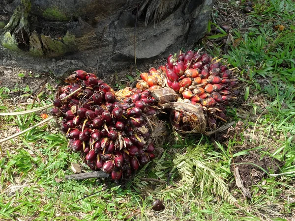 Fruta Aceite Palma Suelo Fruto Estaba Maduro Cosechado — Foto de Stock