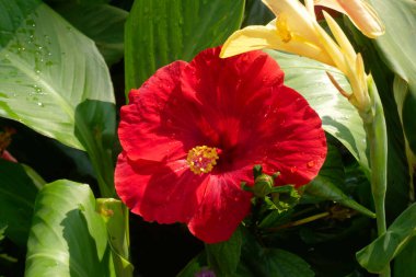 Hibiscus rosa-sinensis veya çiçekli bitkiler ebegümeci aile Ebegümecigiller familyasından. Bir Malezya ulusal çiçeği Bunga Raya karardı.