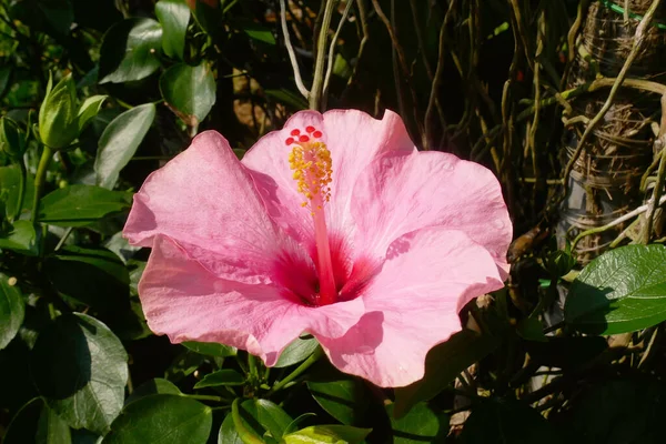 Hibiscus Rosa Sinensis Род Цветущих Растений Семейства Мальвовых Малазийский Национальный — стоковое фото