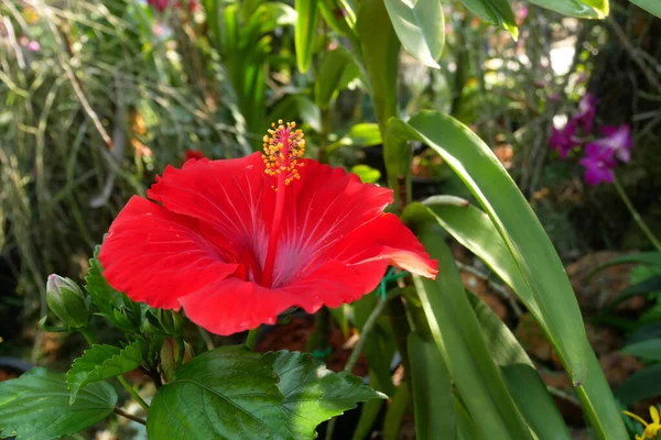 Hibiscus Rosa Sinensis Род Цветущих Растений Семейства Мальвовых Малазийский Национальный — стоковое фото