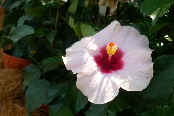 Hibiscus Rosa Sinensis Род Цветущих Растений Семейства Мальвовых Малазийский Национальный — стоковое фото