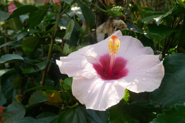 Hibiscus Rosa Sinensis Nebo Rod Kvetoucích Rostlin Čeledi Malvaceae Bylo — Stock fotografie