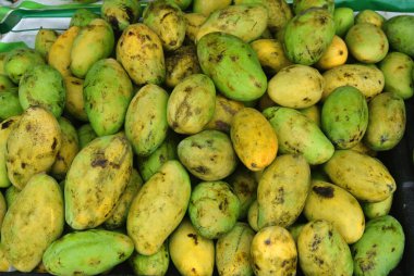 Raflarda yeşil ve sarı mango meyveleri sergileniyor. Mango çiftlikten taze ve yemeye hazır.. 