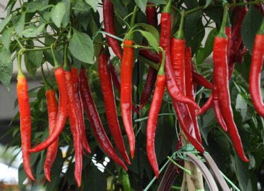 Tencerede yetişen kırmızı biberler 