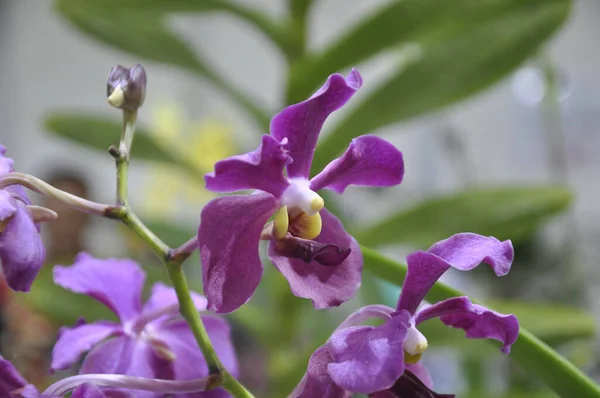 Kolorowe Tropikalne Egzotycznych Storczyki Kwiat Szkółce Roślin — Zdjęcie stockowe