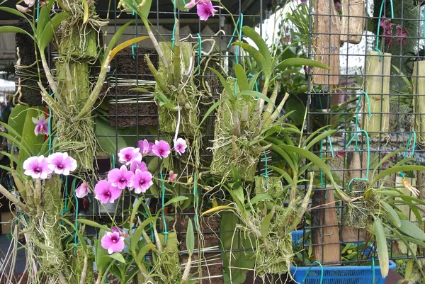 Színes Trópusi Egzotikus Orchidea Virág Növények Óvoda — Stock Fotó