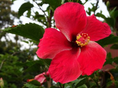 Hibiscus rosa-sinensis veya çiçekli bitkiler ebegümeci aile Ebegümecigiller familyasından. Bir Malezya ulusal çiçeği Bunga Raya karardı.