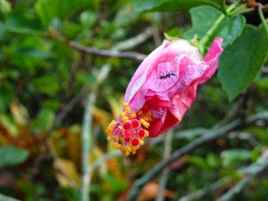 Hibiscus rosa-sinensis veya çiçekli bitkiler ebegümeci aile Ebegümecigiller familyasından. Bir Malezya ulusal çiçeği Bunga Raya karardı.