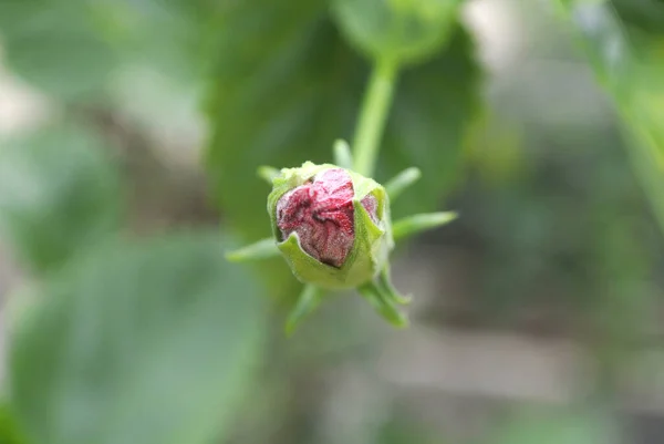 Hibiscus Rosa Sinensis Género Plantas Con Flores Perteneciente Familia Malvaceae —  Fotos de Stock