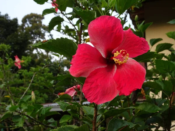 Hibiscus Rosa Sinensis Veya Çiçekli Bitkiler Ebegümeci Aile Ebegümecigiller Familyasından — Stok fotoğraf