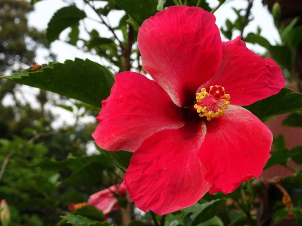 Hibiscus Rosa Sinensis Género Plantas Con Flores Perteneciente Familia Malvaceae —  Fotos de Stock