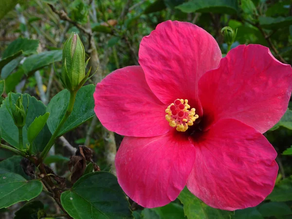 Hibiscus Rosa Sinensis Род Цветущих Растений Семейства Мальвовых Малазийский Национальный — стоковое фото