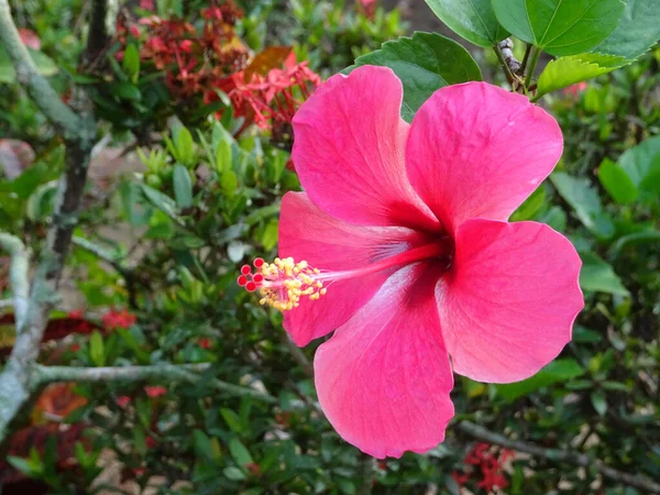 Hibiscus Rosa Sinensis Género Plantas Con Flores Perteneciente Familia Malvaceae —  Fotos de Stock