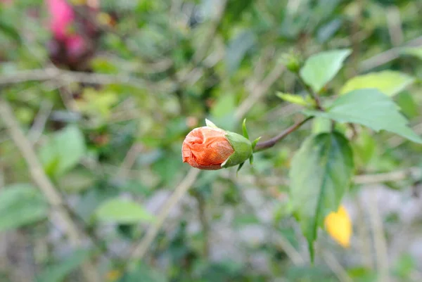 Hibiscus Rosa Sinensis Genus Flowering Plants Mallow Family Malvaceae Malaysian — Stock Photo, Image