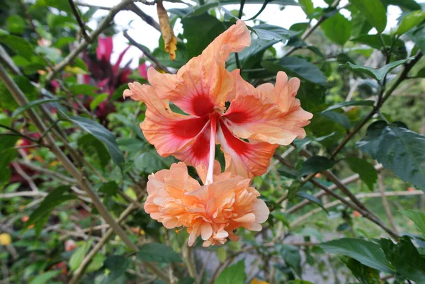 ハイビスカスローザ ススキ アオイ科 アオイ科の植物家族の顕花植物の属 マレーシアの国花呼び出しブンガ ラヤだった — ストック写真