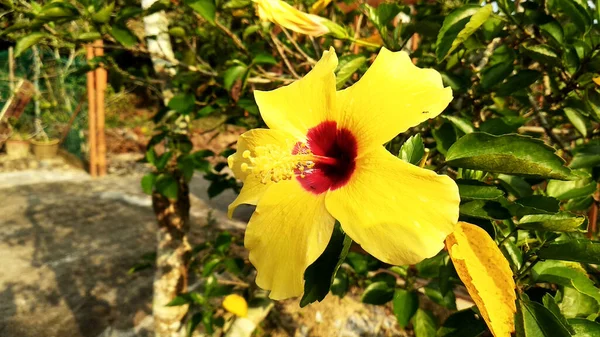 Hibiscus Rosa Sinensis Género Plantas Con Flores Perteneciente Familia Malvaceae — Foto de Stock