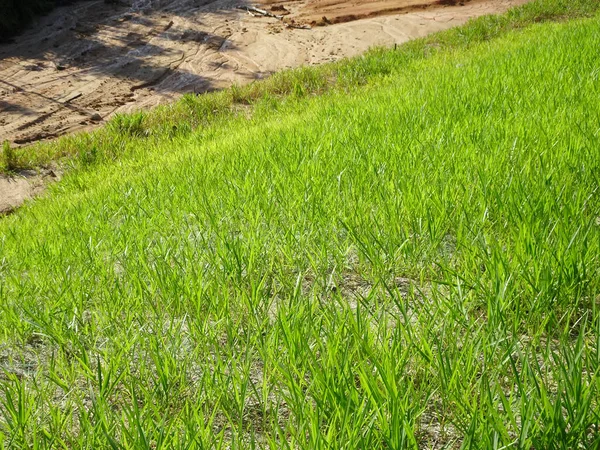 Hierba Planta Para Evitar Erosión Pendiente Del Suelo Cultiva Utilizando — Foto de Stock