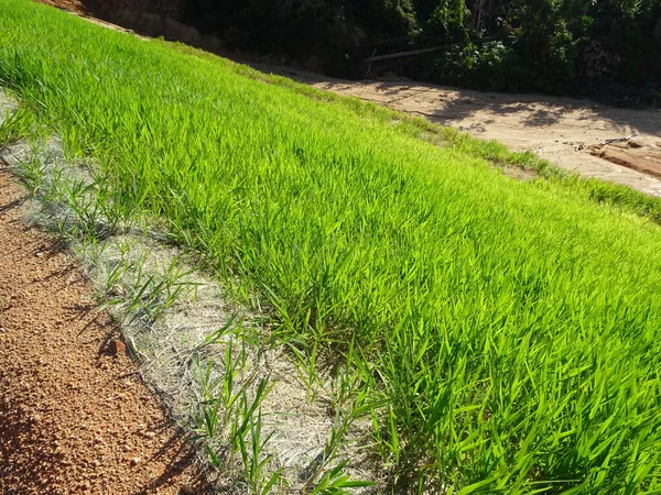 Çimenler toprak eğiminin aşınmasını önlemek için ekilmiştir. Daha önce eğime kurulmuş nemli jeotextile bir katman üzerine çimen tohumu püskürtme metodu kullanılarak yetiştirilir..