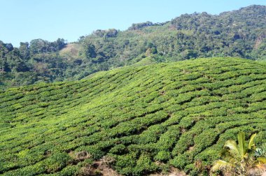Cameron Highland, Malezya 'da çay vadisi. Malezya 'nın en büyük çay üreticileri olmasının yanı sıra, Malezya' da popüler bir turizm merkezidir..