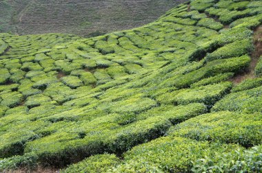 Cameron Highland, Malezya 'da çay vadisi. Malezya 'nın en büyük çay üreticileri olmasının yanı sıra, Malezya' da popüler bir turizm merkezidir..
