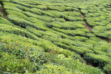 Cameron Highland, Malezya 'da çay vadisi. Malezya 'nın en büyük çay üreticileri olmasının yanı sıra, Malezya' da popüler bir turizm merkezidir..