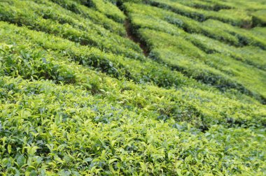 Cameron Highland, Malezya 'da çay vadisi. Malezya 'nın en büyük çay üreticileri olmasının yanı sıra, Malezya' da popüler bir turizm merkezidir..