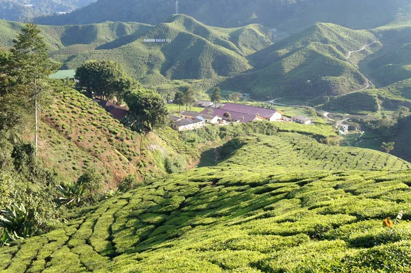 Tea Valley Cameron Highland Malásia Além Ser Maiores Produtores Chá — Fotografia de Stock