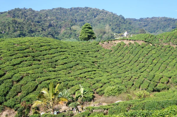 Tea Valley Cameron Highland Malasia Además Ser Mayor Productor Malasia —  Fotos de Stock