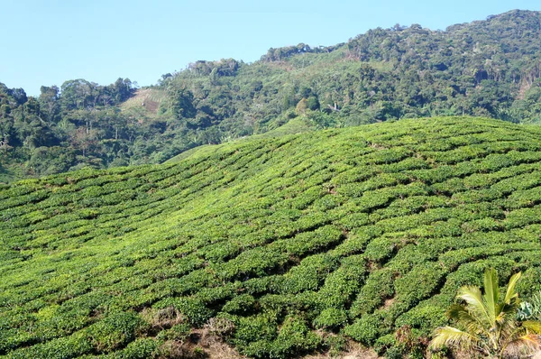 Tea Valley Cameron Highlandissa Malesiassa Sen Lisäksi Että Malesian Suurin — kuvapankkivalokuva