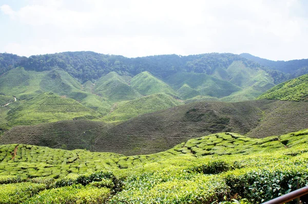 Чайная Долина Кэмерон Хайленд Малайзия Помимо Является Крупнейшим Производителем Чая — стоковое фото